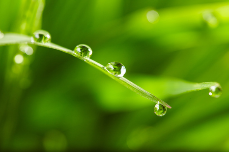 water drops on the green grassの写真素材