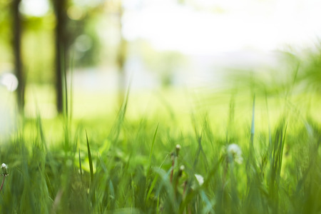 spring parkの写真素材