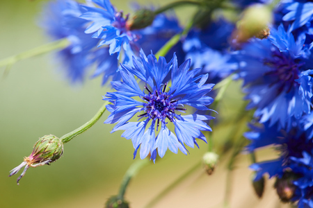 Blue flowers of cornflowersの写真素材