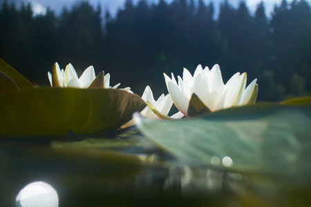 lotus flower in pondの写真素材