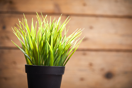 grass in the potの写真素材