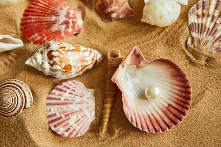 shells on the sandの写真素材