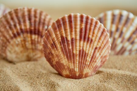 shells on the sandの写真素材