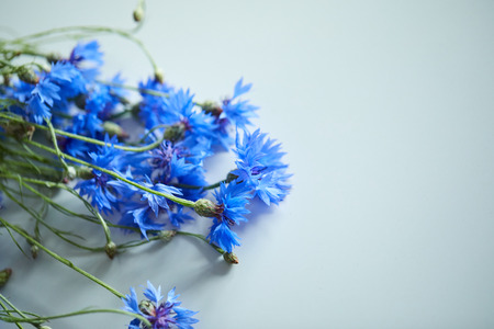 Blue flowers of cornflowersの写真素材