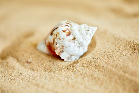 shells on the sandの写真素材