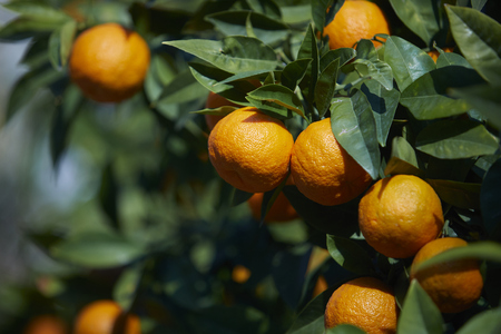 mandarin tree with ripe mandarinesの写真素材