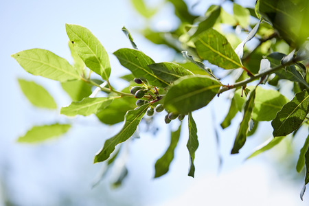 laurel tree with bay leavesの写真素材