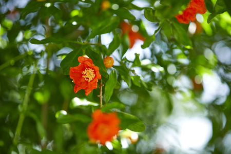 pomegranate flowers in natureの写真素材
