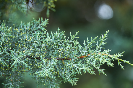 green lush branches of coniferous tree