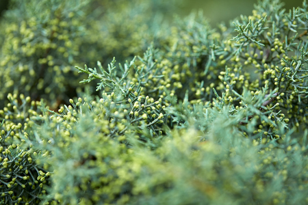green lush branches of coniferous treeの写真素材