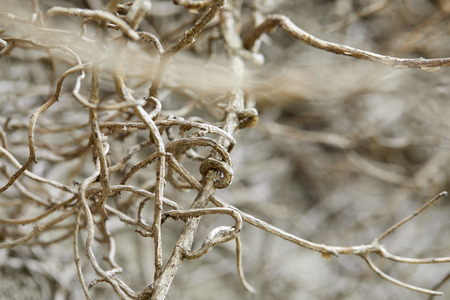 branches of plantの写真素材