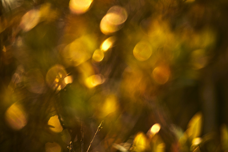 autumn branches with lightsの写真素材