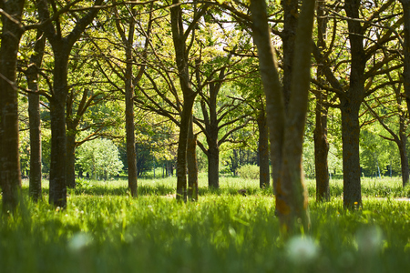 spring park with sun lightsの写真素材