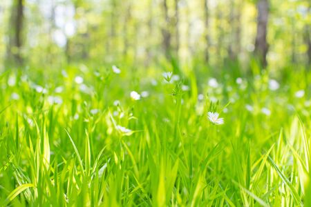 summer field with white flowersの写真素材