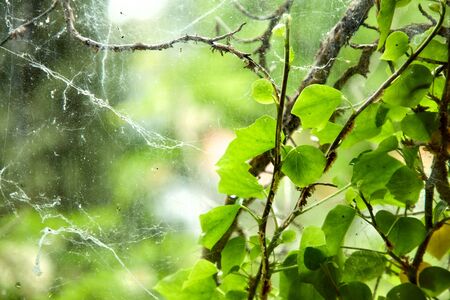 photo of the window to the natureの写真素材