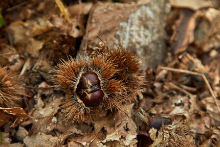 edible chestnuts on the groundの写真素材