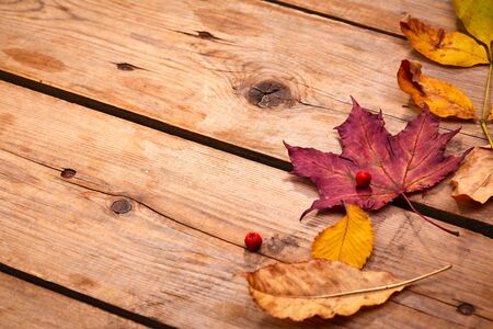 Autumn leaves on wooden