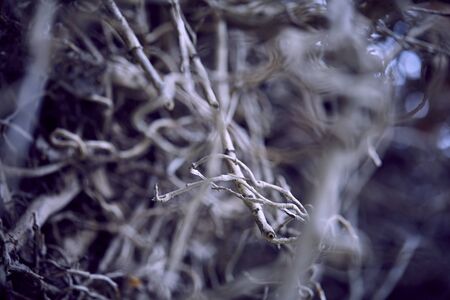 Branches of ree with blurredの写真素材