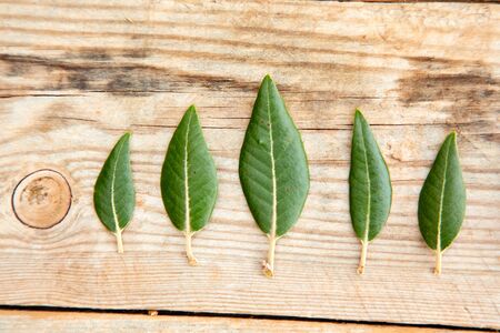 Oak leaves on the wooden