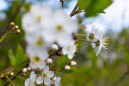 spring park with apple blossom