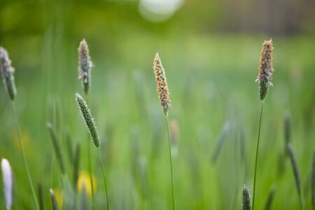 summer field with flowers and grassの写真素材