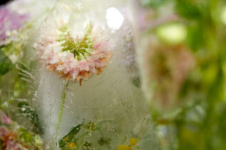 flowers and leaves in the ice