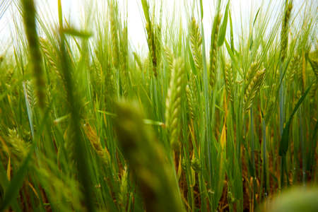 green wheat field on the farm fieldの写真素材
