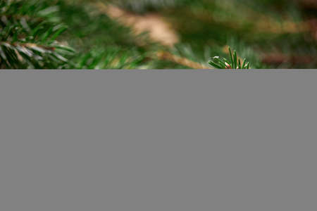 Christmas card - Christmas tree branches on the wooden background