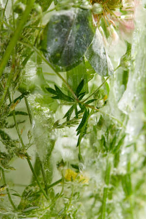 flowers and leaves in the iceの写真素材