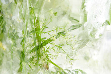 flowers and leaves in the iceの写真素材
