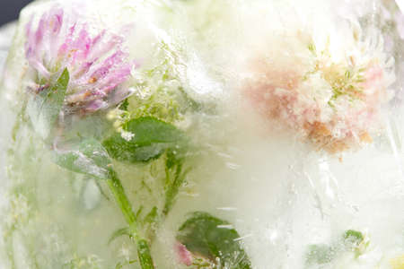 flowers and leaves in the ice