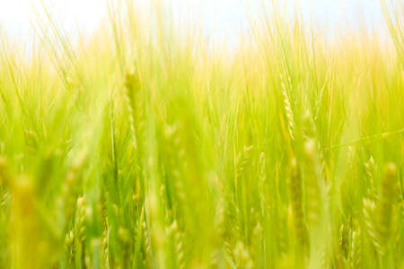green wheat field on the farm field