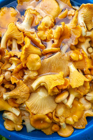 Yellow chanterelles mushrooms in the bucketの写真素材