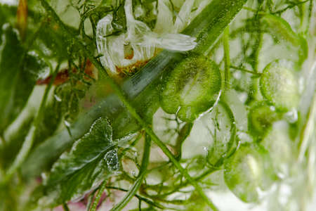 flowers and leaves in the ice