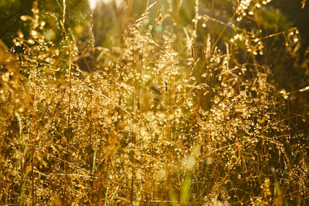 beautiful meadow with grass and flowers
