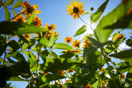 nice flowers in the summer garden