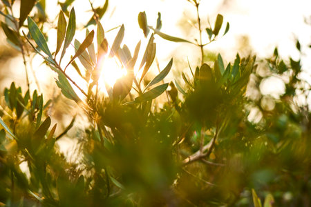 young leaves on the treesの写真素材