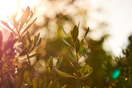 young leaves on the trees