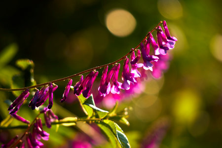 nice flowers in the gardenの写真素材