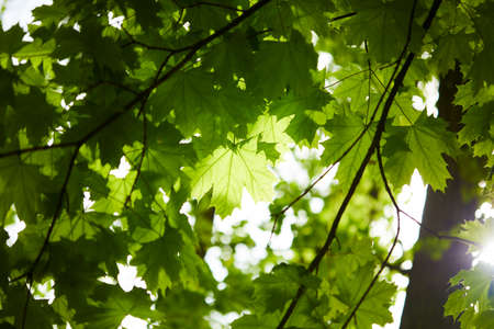 spring park with green leaves