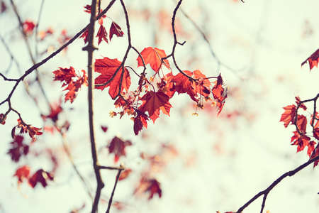 nice autumn season in the parkの写真素材