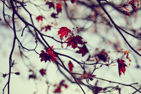 nice autumn season in the park