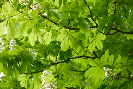 spring garden with different treesの写真素材