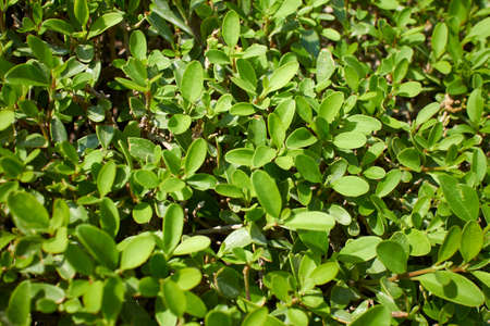 green leaves as nature background