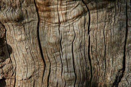 bark texture on the old tree
