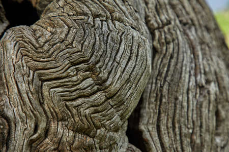 bark texture on the old treeの写真素材