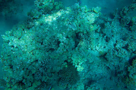 coral reef in Red Seaの写真素材