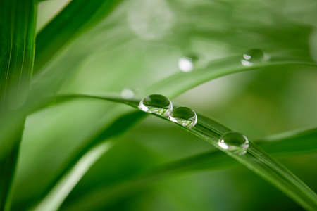 A closeup of water drops on green leaf after raindrops