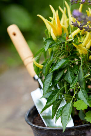 Gardening tools and plants in the gardenの写真素材