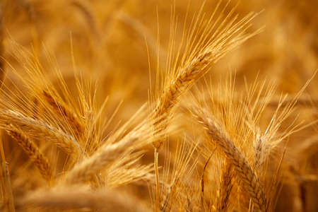 Wheat grain ear or rye ear close-up on a summer day in the field